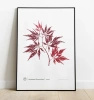 Acer Dissectum Garneta palm maple — plant motif poster