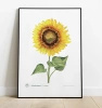 Common sunflower — plant motif poster