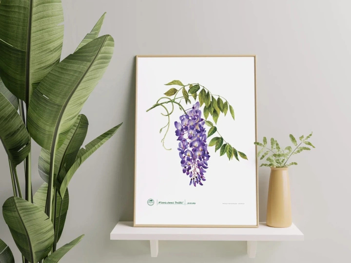 Chinese wisteria 'Prolific' — plant motif poster