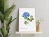 Hydrangea 'Jip Blue' — plant motif poster