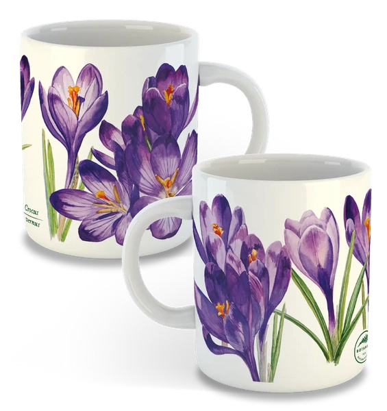 Spring crocus — classic mug