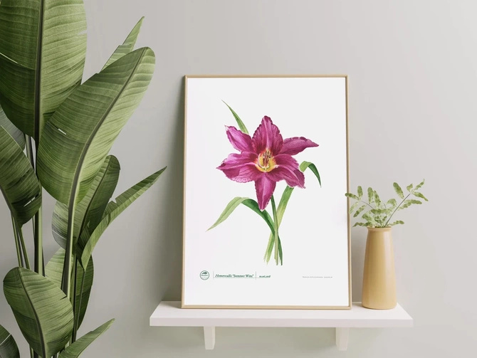 Daylilies 'Summer Wine' poster