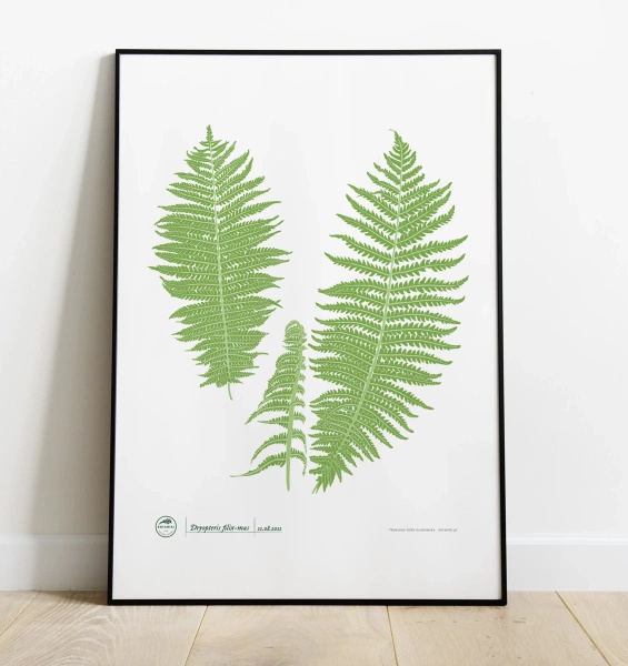 Male fern — poster