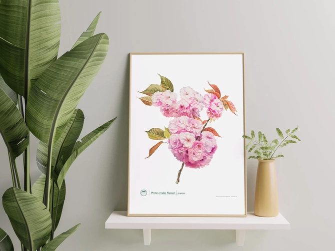 Cherry blossom 'Kanzan' — plant motif poster