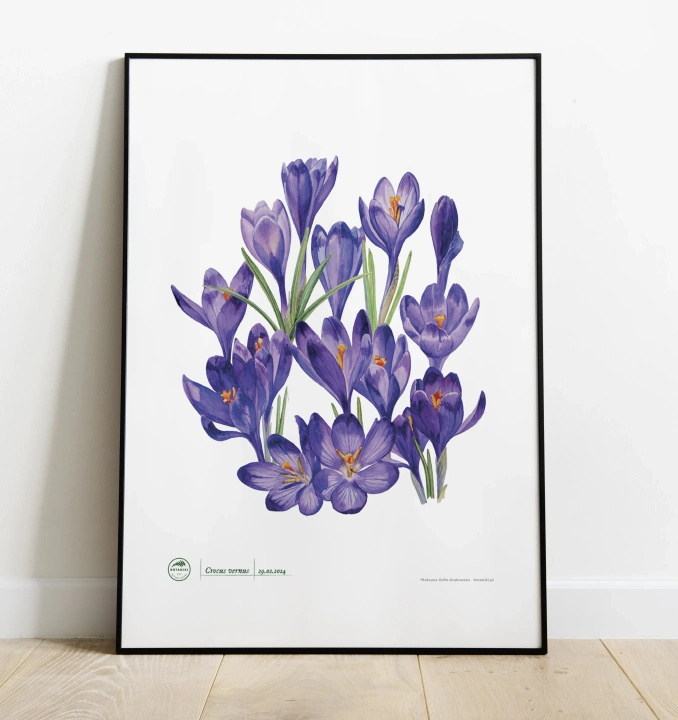 Spring crocus — plant motif poster