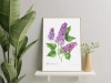 Common lilac — poster