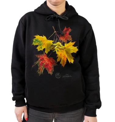 Norway maple — premium hoodie