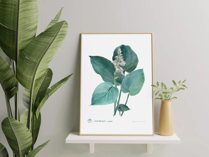 Hosta 'Blue Rock' — plant motif poster