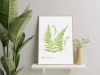 Lady fern — poster