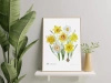 Daffodils — poster