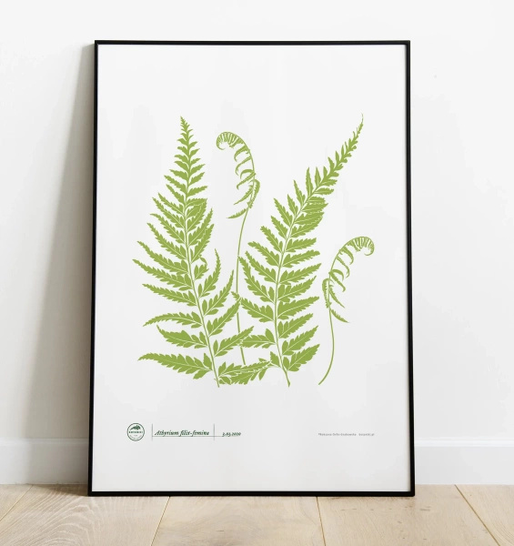 Lady fern — poster