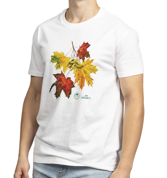 Norway maple — classic t-shirt