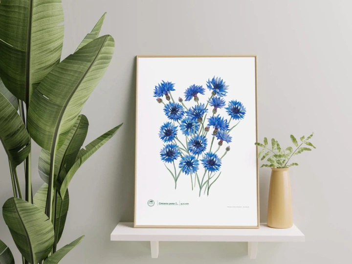 Cornflowers — plant motif poster