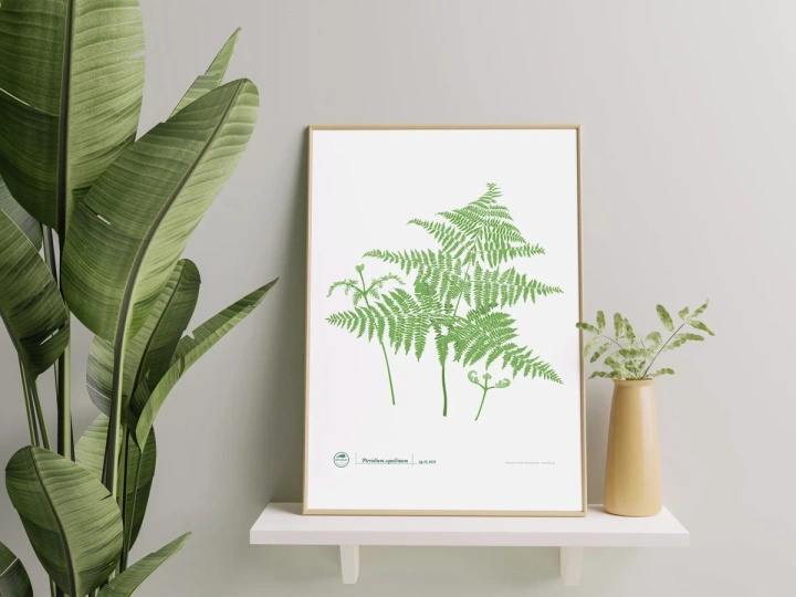 Eagle fern — plant motif poster
