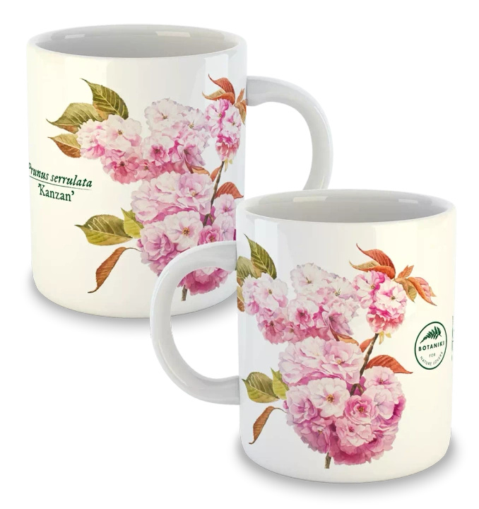 Cherry blossom 'Kanzan' — classic mug