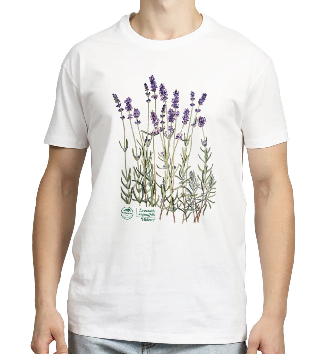 Lavender 'Hidcote' — classic t-shirt
