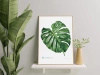 Swiss cheese plant monstera — poster