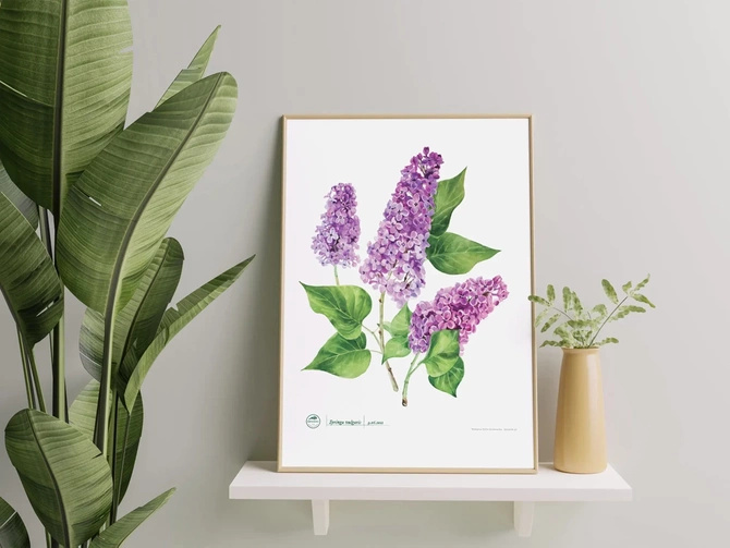 Common lilac — poster