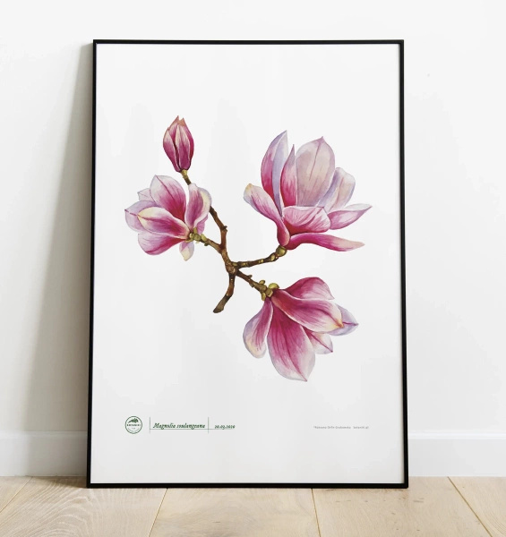 Saucer magnolia — plant motif poster