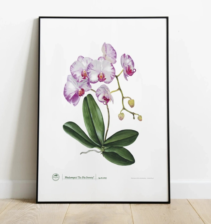 Orchid phalaenopsis — poster