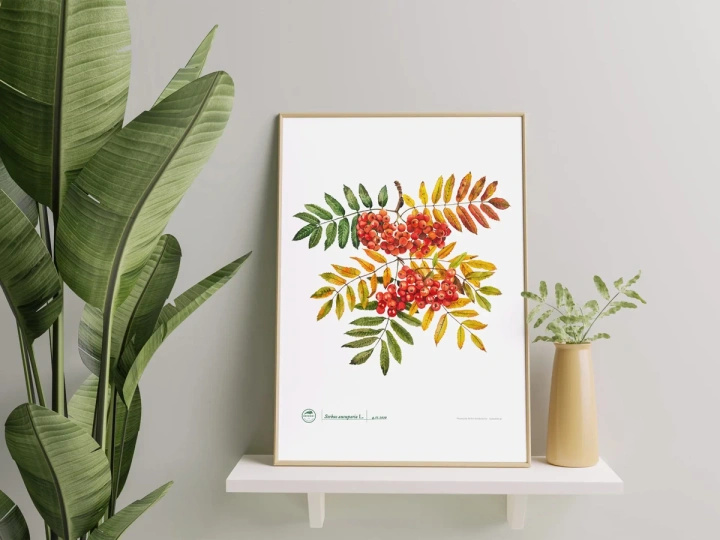 Rowan tree — poster