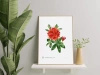 Rhododendron 'Fireball' — plant motif poster