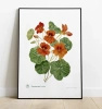 Garden nasturtiums plant motif poster