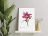 Daylilies 'Summer Wine' poster