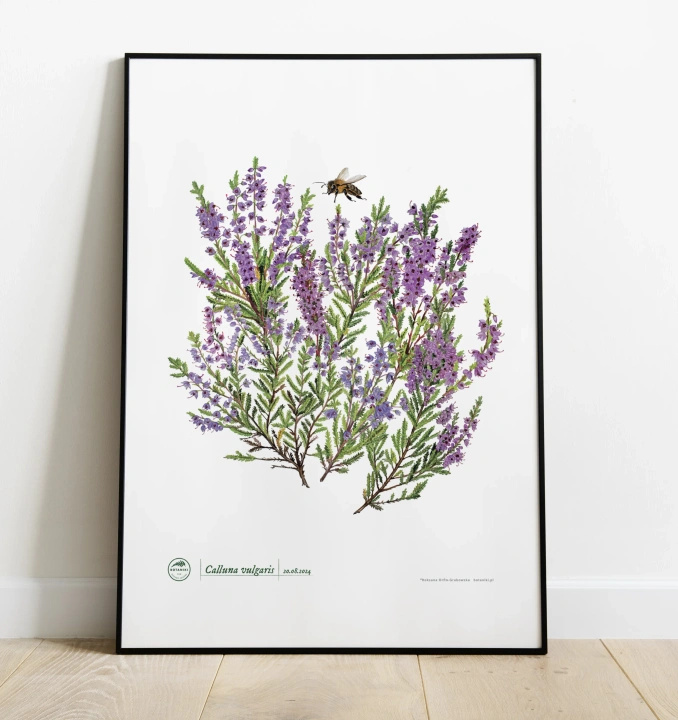 Common heather — plant motif poster