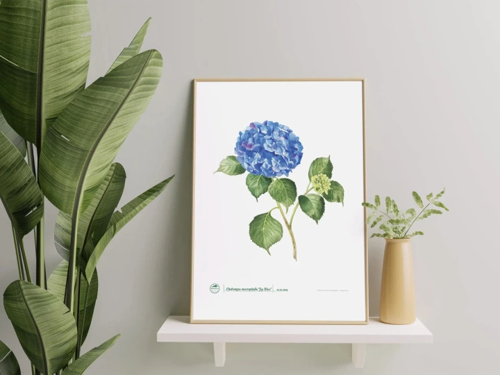 Hydrangea 'Jip Blue' — plant motif poster