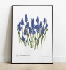 Armenian grape hyacinth — plant motif poster