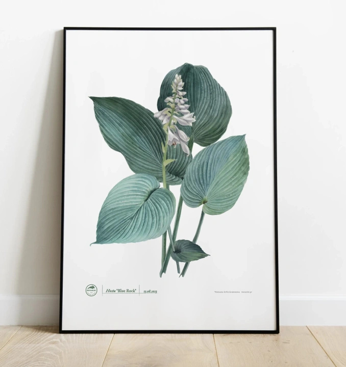 Hosta 'Blue Rock' — plant motif poster