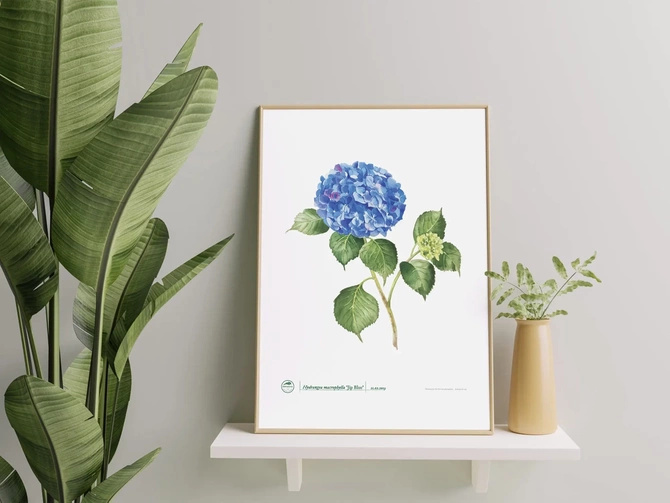 Hydrangea 'Jip Blue' — plant motif poster