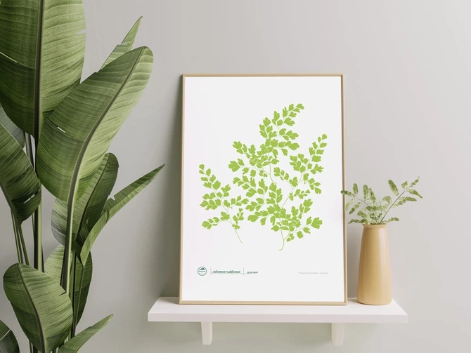 Maidenhair fern — plant motif poster