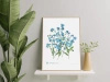 Forget-me-nots — poster