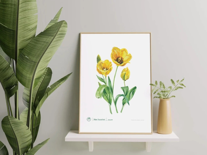 Tulip 'Crystal Star' — plant motif poster