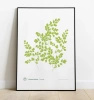 Maidenhair fern — plant motif poster