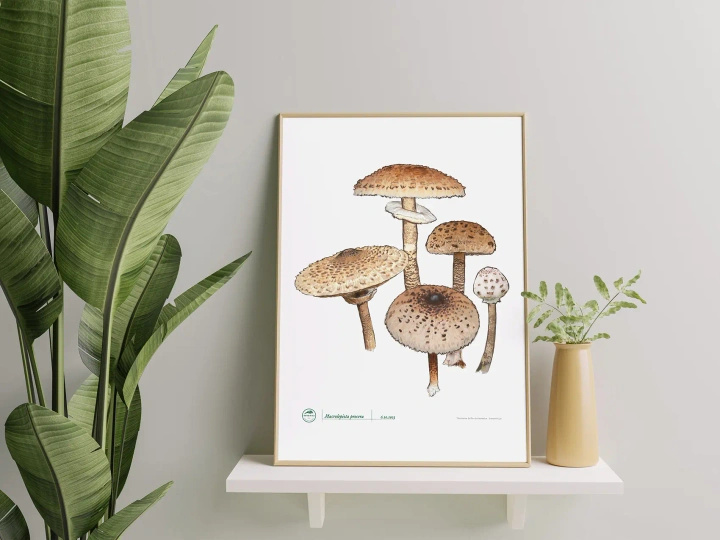 Parasol mushroom — poster