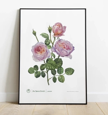 Rose 'Queen of Sweden' — plant motif poster