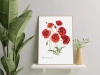 Common poppies — plant motif poster