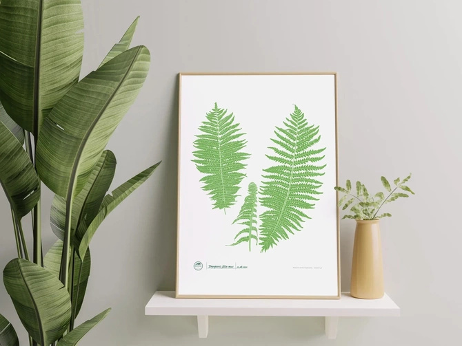 Male fern — poster