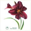 Daylilies 'Black Emanuelle' — classic mug