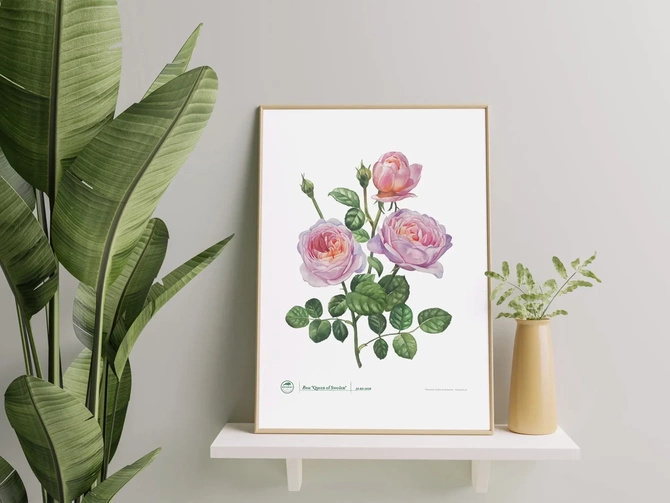 Rose 'Queen of Sweden' — plant motif poster