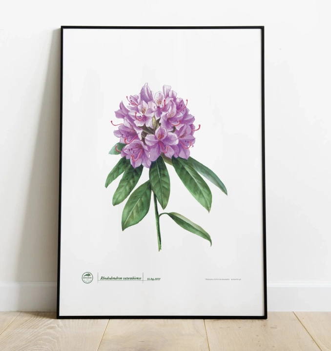 Catawba rosebay rhododendron — plant motif poster