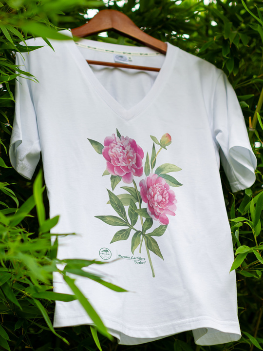 Chinese peony 'Sorbet' — premium  t-shirt