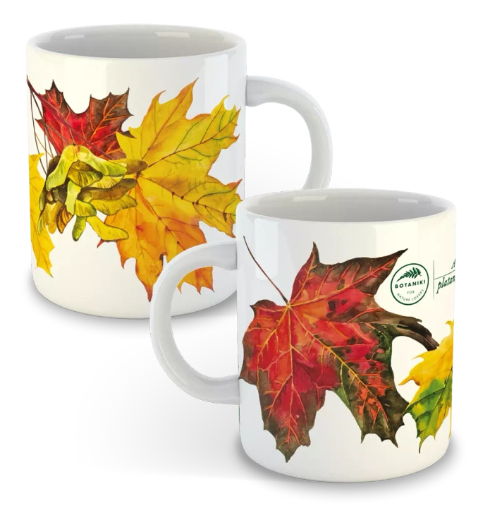 Norway maple — classic mug
