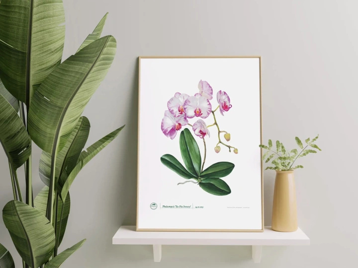 Orchid phalaenopsis — poster