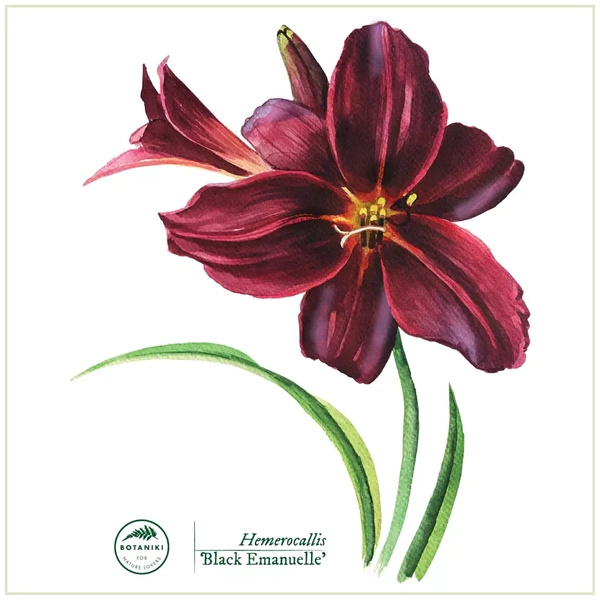 Daylilies 'Black Emanuelle' — classic mug