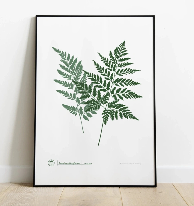 Leather fern — poster