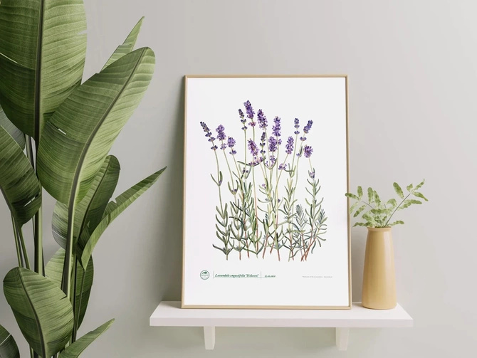 Lavender 'Hidcote' — plant motif poster